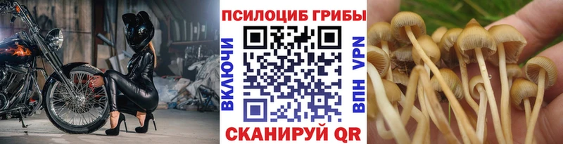Псилоцибиновые грибы Psilocybe Кущёвская